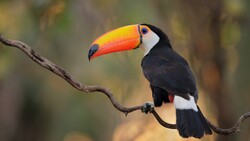 Toucan Bird 5K Wallpaper