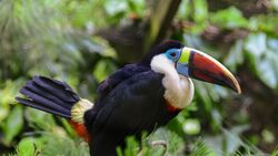 Toucan Bird Beak Feathers Thickets