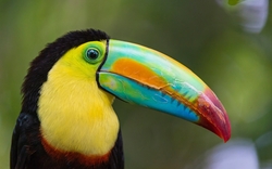 Toucan Bird Close Up Look