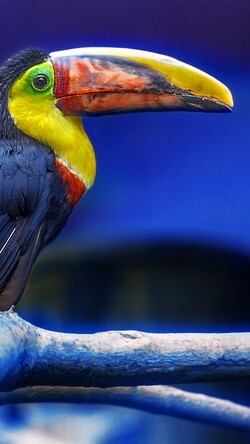 Toucan Bird HD Cute Bird Wallpapers