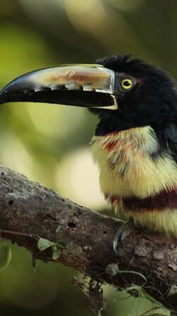 Toucan Bird Sitting on Tree