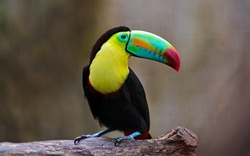 Toucan Bird Sitting On Wooden Branch