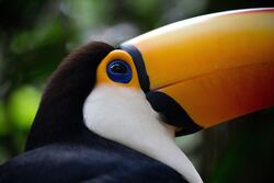 Toucan Close Look