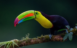 Toucan Sitting on Branch