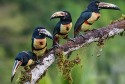 Toucans on Tree Branch