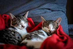 Tow Cat is Sleeping on Blanket