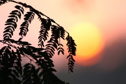 Tree Branch During Sunset