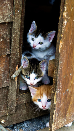 Tree Cats at Doorstep