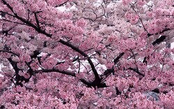 Tree in Bloom Photo