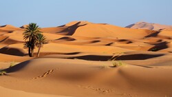 Tree In Desert 4K Image