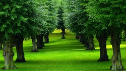 Tree Rows in Garden