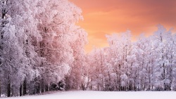 Trees During Winter Season Image