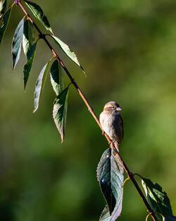 True Sparrow Bird Sitting on Tree Branch Mobile Photo