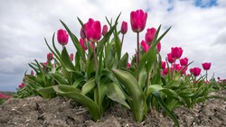 Tulipa Sprengeri Flowers Photo