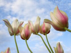 Tulips Flower Photo