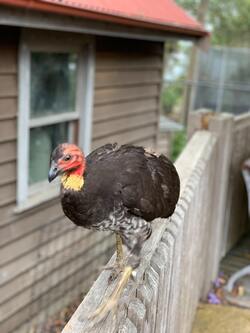 Turkey Standing on Wall