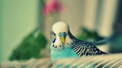 Turquoise Colored Parrot