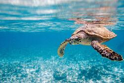 Turtle in Blue Sea