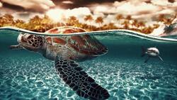 Turtle Ocean Animal Swimming in Sea