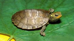 Turtle on Green Leaf Photo