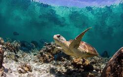 Turtle Swimming in Sea