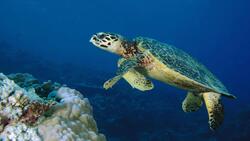 Turtle Swimming in The Sea