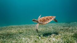 Turtle Swimming Under The Sea