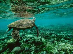 Turtle Underwater 5K Image