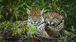 Two Animal Leopard 4K Wallpaper