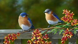 Two Beautiful Birds Pair HD Photo