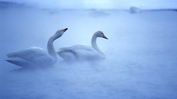 Two Beautiful Swan in Lake Foggy Weather