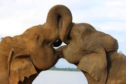 Two Big Elephants Ultra HD Wallpaper