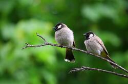 Two Birds Piercing on Tree Branch