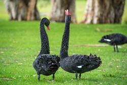 Two Black Goose Standing on Green Grass