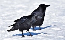 Two Black Winter Crow Ultra HD Wallpaper