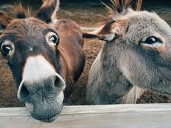 Two Brown and Grey Donkey Closeup Photography