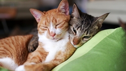 Two Cat Sleeping HD Wallpaper