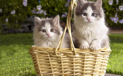 Two Cats in a Bucket