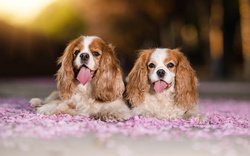 Two Cavalier King Charles Spaniel Dog Photo