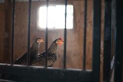 Two Chicken Photography