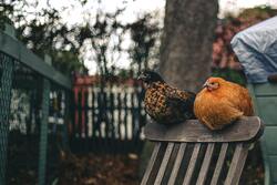 Two Chicken Sitting on Chair Photo