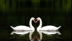 Two Couple Swan on Water