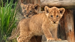 Two Cute Baby Lion Cubs