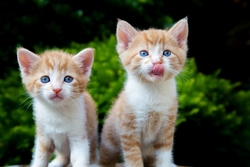 Two Cute Brown Baby Cats