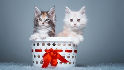 Two Cute Kitten Sitting in Basket HD Wallpaper