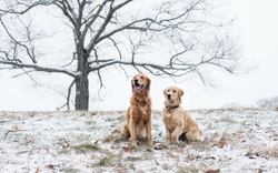 Two Dog Sitting in Snow HD Wallpaper