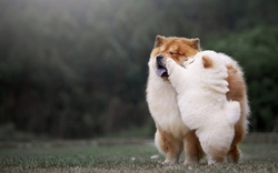 Two Dogs Standing HD Wallpaper