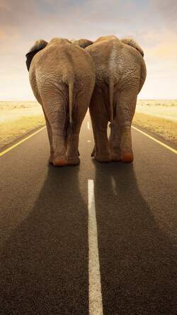 Two Elephant on Road Love