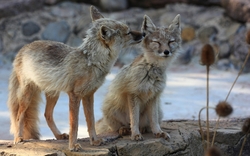 Two Fox Sitting on Rock