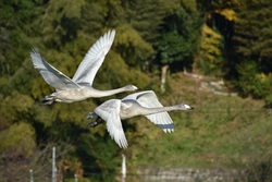 Two Geese Bird Flight